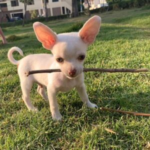 Cachorros de chihuahua