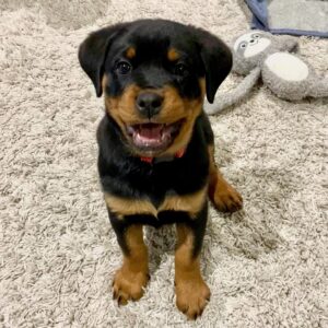 cachorros de rottweiler