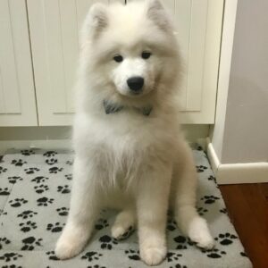 Cachorros de samoyedo