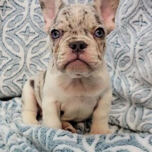 cachorros de bulldog francés