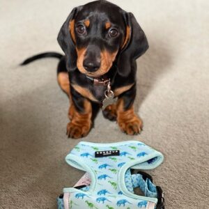 cachorros de perro salchicha