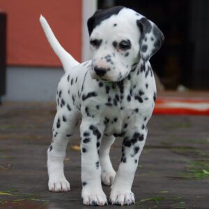 cachorros dálmatas