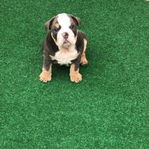 cachorros de bulldog inglés