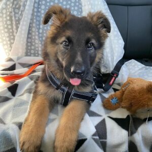 cachorros de pastor alemán