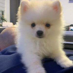 cachorros de Pomerania